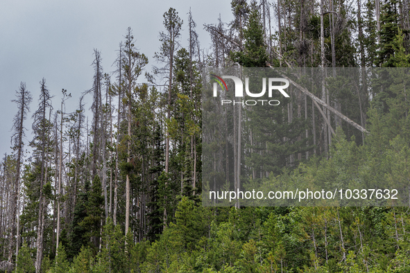 Drought, fire and pest infestations impact Montana forests in the western side of the state, including the Bitterroot Valley and the state c...