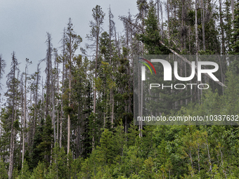 Drought, fire and pest infestations impact Montana forests in the western side of the state, including the Bitterroot Valley and the state c...