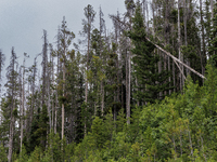 Drought, fire and pest infestations impact Montana forests in the western side of the state, including the Bitterroot Valley and the state c...