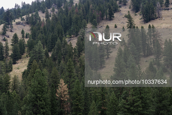 Drought, fire and pest infestations impact Montana forests in the western side of the state, including the Bitterroot Valley and the state c...