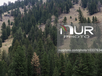 Drought, fire and pest infestations impact Montana forests in the western side of the state, including the Bitterroot Valley and the state c...