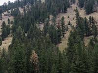 Drought, fire and pest infestations impact Montana forests in the western side of the state, including the Bitterroot Valley and the state c...