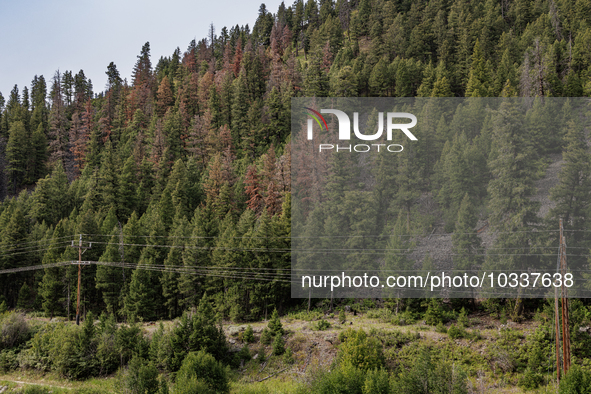 Drought, fire and pest infestations impact Montana forests in the western side of the state, including the Bitterroot Valley and the state c...