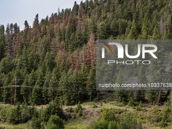 Drought, fire and pest infestations impact Montana forests in the western side of the state, including the Bitterroot Valley and the state c...