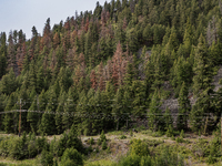 Drought, fire and pest infestations impact Montana forests in the western side of the state, including the Bitterroot Valley and the state c...