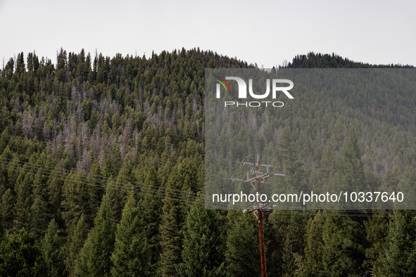 Drought, fire and pest infestations impact Montana forests in the western side of the state, including the Bitterroot Valley and the state c...