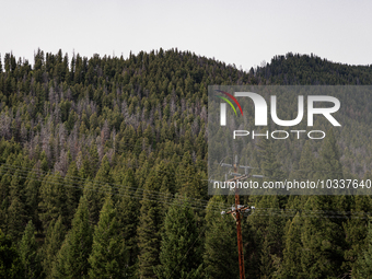 Drought, fire and pest infestations impact Montana forests in the western side of the state, including the Bitterroot Valley and the state c...