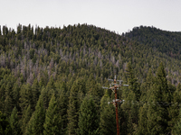 Drought, fire and pest infestations impact Montana forests in the western side of the state, including the Bitterroot Valley and the state c...