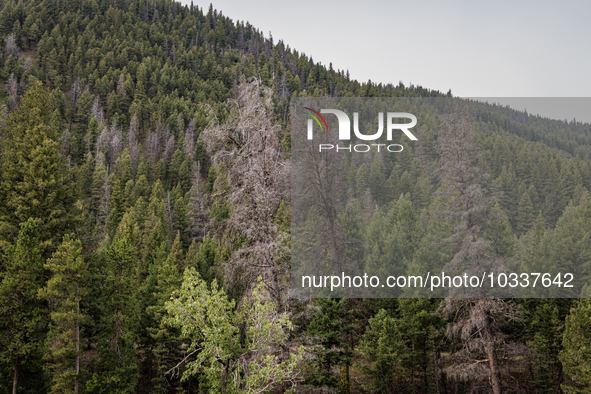 Drought, fire and pest infestations impact Montana forests in the western side of the state, including the Bitterroot Valley and the state c...