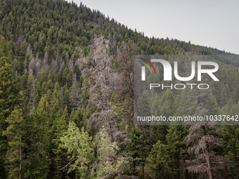 Drought, fire and pest infestations impact Montana forests in the western side of the state, including the Bitterroot Valley and the state c...