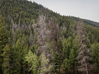 Drought, fire and pest infestations impact Montana forests in the western side of the state, including the Bitterroot Valley and the state c...