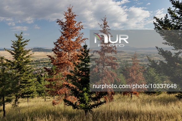 Drought, fire and pest infestations impact Montana forests in the western side of the state, including the Bitterroot Valley and the state c...