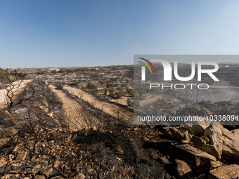 A general view o the burnt area, Alassa, Cyprus, on Aug. 5, 2023. Fire Department and Forest Department units, patrol the area around Alassa...