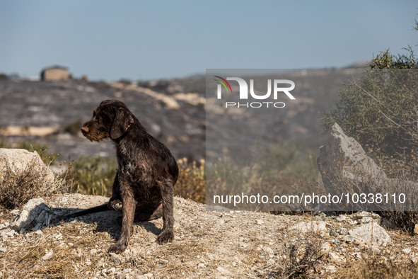 A dog from a nearby house is seen with the burnt area on the background, Alassa, Cyprus, on Aug. 5, 2023. Fire Department and Forest Departm...