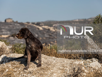 A dog from a nearby house is seen with the burnt area on the background, Alassa, Cyprus, on Aug. 5, 2023. Fire Department and Forest Departm...