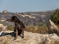 A dog from a nearby house is seen with the burnt area on the background, Alassa, Cyprus, on Aug. 5, 2023. Fire Department and Forest Departm...