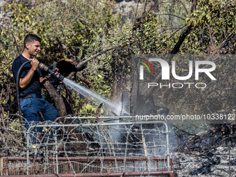 A fireman throws water on a smoking tree, Alassa, Cyprus, on Aug. 5, 2023. Fire Department and Forest Department units, patrol the area arou...