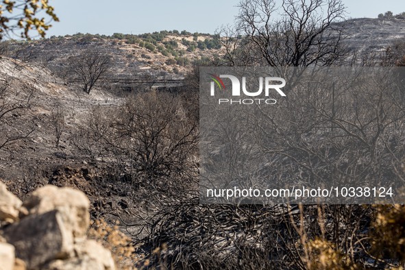 A general view of the burnt area, Alassa, Cyprus, on Aug. 5, 2023. Fire Department and Forest Department units, patrol the area around Alass...