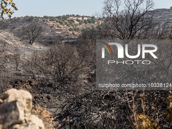 A general view of the burnt area, Alassa, Cyprus, on Aug. 5, 2023. Fire Department and Forest Department units, patrol the area around Alass...