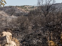 A general view of the burnt area, Alassa, Cyprus, on Aug. 5, 2023. Fire Department and Forest Department units, patrol the area around Alass...