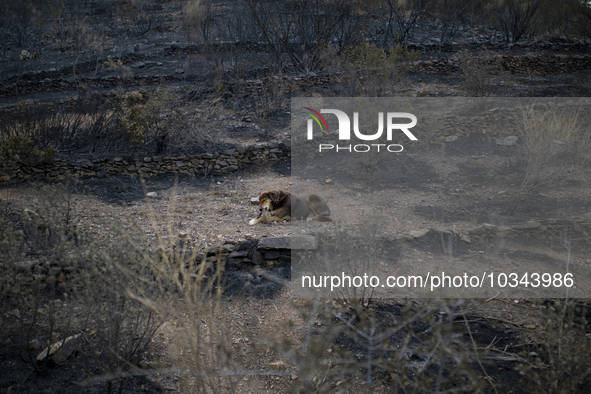 The Fire Department of the Generalitat declared the fire in the municipalities of Colera and Portbou, in the region of Alt Emporda (Girona,...