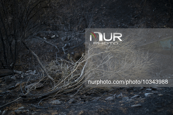 The Fire Department of the Generalitat declared the fire in the municipalities of Colera and Portbou, in the region of Alt Emporda (Girona,...