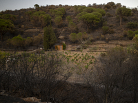 The Fire Department of the Generalitat declared the fire in the municipalities of Colera and Portbou, in the region of Alt Emporda (Girona,...