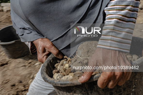 A woman carries a bucket of sand and stone as she helps villagers to renovate a broken village road at Kebumen, Central Java, Indonesia on A...