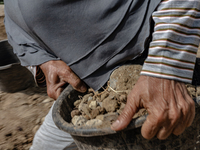 A woman carries a bucket of sand and stone as she helps villagers to renovate a broken village road at Kebumen, Central Java, Indonesia on A...