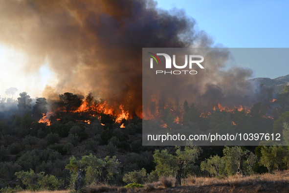 A wildfire rages near Prodromos village in Boeotia 100km north of Athens, Greece causing extensive damages to property and the forest in Eli...