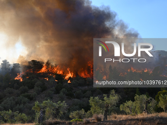 A wildfire rages near Prodromos village in Boeotia 100km north of Athens, Greece causing extensive damages to property and the forest in Eli...