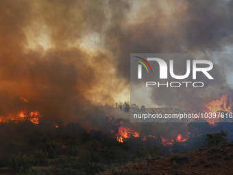 A wildfire rages near Prodromos village in Boeotia 100km north of Athens, Greece causing extensive damages to property and the forest in Eli...