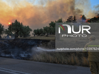 A firefighter operates near Prodromos village in Boeotia 100km north of Athens, Greece as a wildfire rages causing extensive damages to prop...