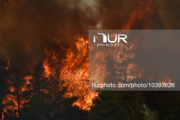 A wildfire rages near Prodromos village in Boeotia 100km north of Athens, Greece causing extensive damages to property and the forest in Eli...