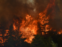 A wildfire rages near Prodromos village in Boeotia 100km north of Athens, Greece causing extensive damages to property and the forest in Eli...