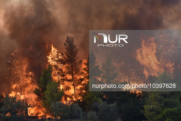 A wildfire rages near Prodromos village in Boeotia 100km north of Athens, Greece causing extensive damages to property and the forest in Eli...