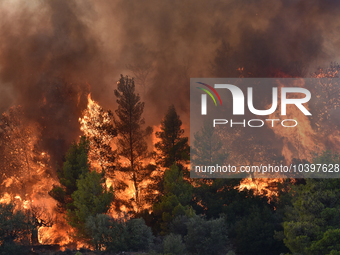 A wildfire rages near Prodromos village in Boeotia 100km north of Athens, Greece causing extensive damages to property and the forest in Eli...