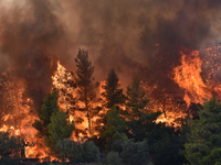 A wildfire rages near Prodromos village in Boeotia 100km north of Athens, Greece causing extensive damages to property and the forest in Eli...