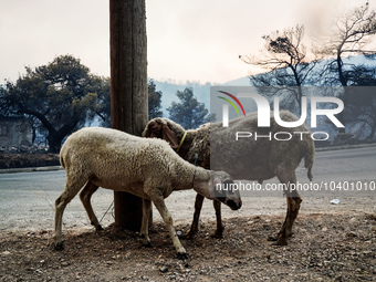 Residents try to put out a fire from a power pole during the Mount Parnitha fire on 22/8/23 (