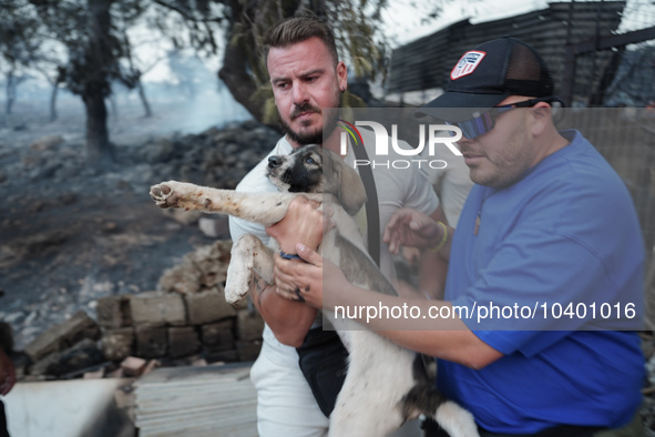 Volunteers trying to give first aids to a dog. Mount Parnitha 22/8/23 