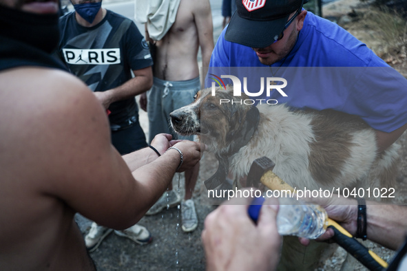 Volunteers trying to give first aids to a dog. Mount Parnitha 22/8/23 