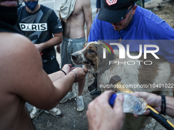 Volunteers trying to give first aids to a dog. Mount Parnitha 22/8/23 (