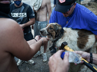 Volunteers trying to give first aids to a dog. Mount Parnitha 22/8/23 (