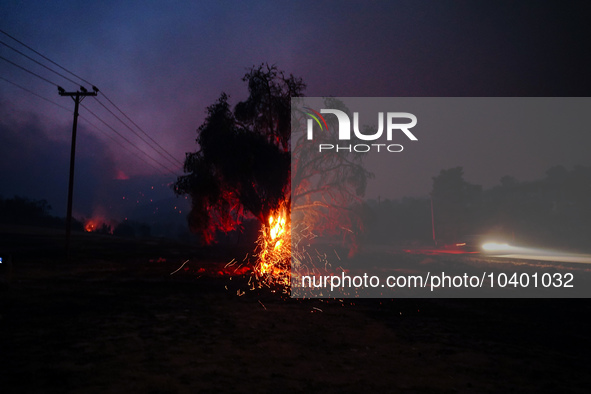 A tree burning during the fire on Mount Parnitha 22/8/23  