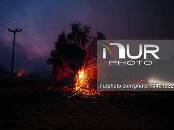 A tree burning during the fire on Mount Parnitha 22/8/23  (