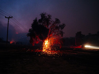 A tree burning during the fire on Mount Parnitha 22/8/23  (