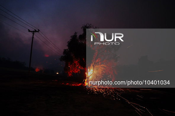 A tree burning during the fire on Mount Parnitha 22/8/23 