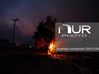 A tree burning during the fire on Mount Parnitha 22/8/23 (