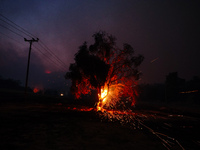 A tree burning during the fire on Mount Parnitha 22/8/23 (