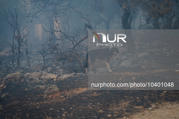 A stray dog walks among the burnt trees during the fire on Mount Parnitha 22/8/23 